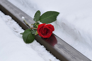 flowers, abstract, roses, red HD wallpaper