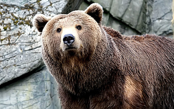Animals, Muzzle, Brown, Bear, Big, Large HD wallpaper