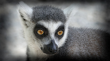 Animals, Muzzle, Sight, Opinion, Lemur HD wallpaper