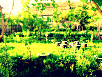 A piece of nature, sunny, green, Nature, relax, Greenroof HD wallpaper