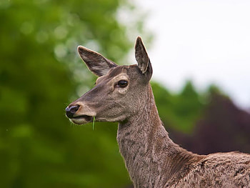 Deer Eating Grass, bucks, meadows, baby deer, doe, grass, animals, deer, trees, nature HD wallpaper