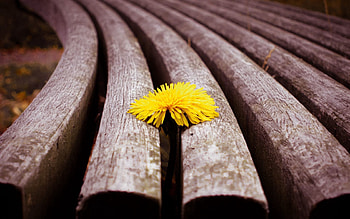 Flower, Macro, Wood, Wooden, Surface, Dandelion HD wallpaper