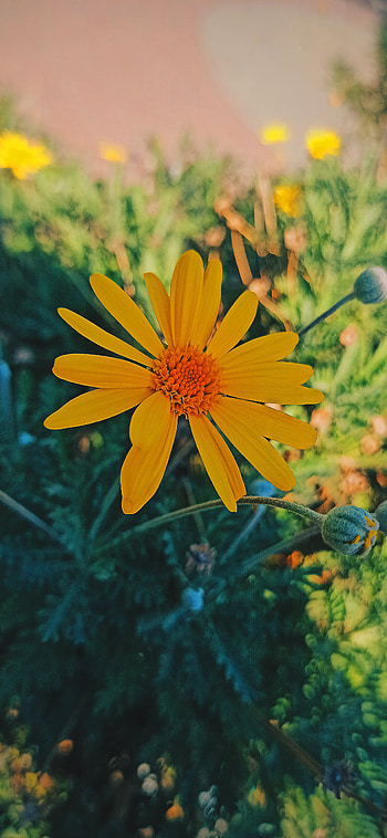 Papatya,daisy,çiçek, çiçek, papatya, beatiful, simple, simple and beatiful, daisy, basit, flower HD phone wallpaper