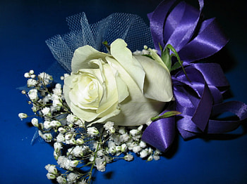 White rose, flowers, roses HD wallpaper