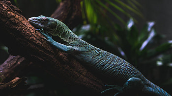 Animated lizard , Dynamic visual, Reptile-themed art, Eye-catching HD wallpaper