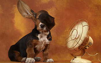 Animals, Dog, Ears, Heat, Wind, Fan HD wallpaper