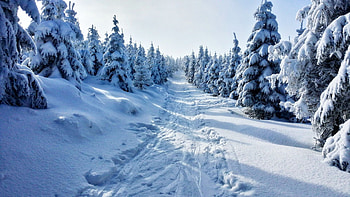 Christmas trees, winter, trees, nature, forest HD wallpaper