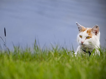 lake pussy, pussy, lake HD wallpaper
