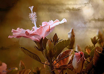 Hyacinth, reaching for the sky, pink, leaves, buds, flower, clouds HD wallpaper
