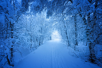 Road Trees Covered With Snow, road, trees, nature, snow, winter HD wallpaper