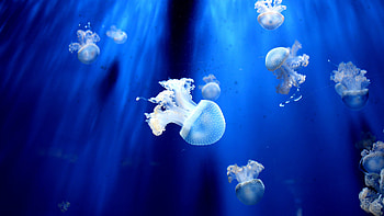 Jellyfish, Sea Animals HD wallpaper