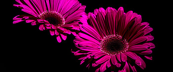 Gerbera Daisy, purple flowers, Black background macro, Closeup flowers HD wallpaper