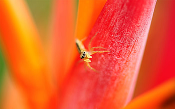 Macro, Bright, Petals, Eyes, Small, Spider HD wallpaper