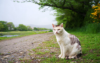 Animals, Grass, Sit, Cat, Spotted, Spotty, Glade, Polyana HD wallpaper