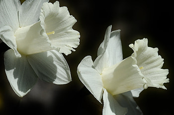Flowers, Flower, Bud, Close-Up, Lily HD wallpaper