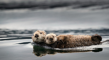 Otter , Playful nature, Cute and cuddly, Beautiful backgrounds HD wallpaper