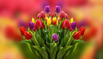 Tulips Bouquet, Flowers, Tulips, Colorful, Bouquet HD wallpaper
