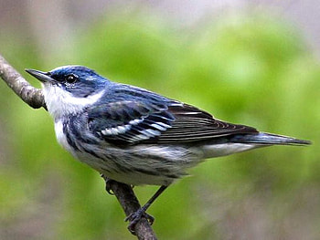 Cool Bird, cool, cute, bird HD wallpaper
