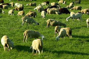 Flock of sheeps, animal, flock, landscpae, sheep HD wallpaper
