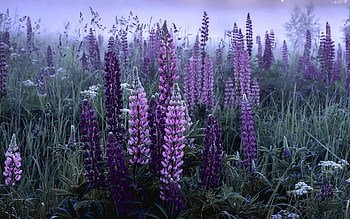 Lupine Meadow, twilight, lupines, meadow, bentgrass, mist HD wallpaper