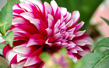 Flower, Plant, Macro, Petals HD wallpaper