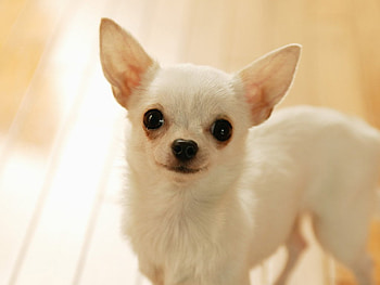 Small white dog, dog, sweet, puppy, white HD wallpaper