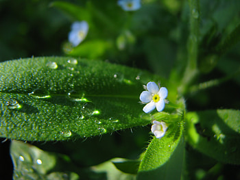 Flowers, Grass, Background, Macro, Greens HD wallpaper