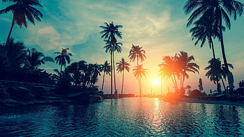 Palm tree screensaver, Tropical vibes, Relaxing atmosphere, Nature's escape HD wallpaper