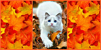 Autumn White Cats, Animals, White, Leaves, Autumn, Cats HD wallpaper