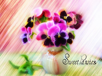 ~ ~, Sweet, Pansies, Flowers, Painting, Lovely HD wallpaper