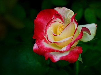 Lovely rose, rose, flowers, close up, petals HD wallpaper