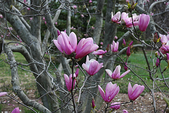 Flowers, Wood, Tree, Branches, Magnolia, Kidney, Kidneys, Awakening HD wallpaper