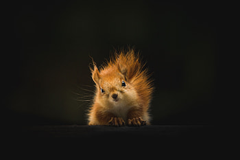 Animals, Squirrel, Fluffy, Animal HD wallpaper