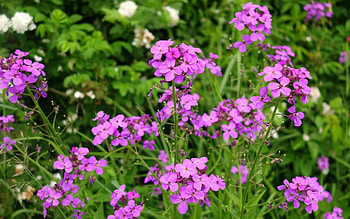 Purple Flowers, purple, Latvia, nature, flowers HD wallpaper