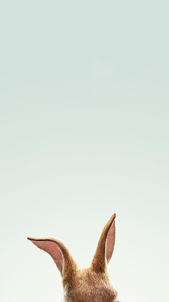 Peter Rabbit (2022) movie HD phone wallpaper