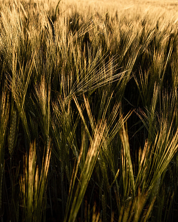 Nature, Grass, Plant, Field, Ears, Dry, Spikes HD phone wallpaper