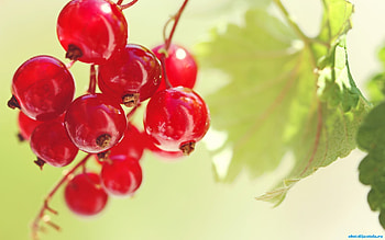 Fruits, Food, Berries HD wallpaper