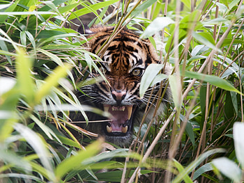 Animals, Grass, Grin, Predator, Tiger, Fangs, To Fall, Mouth, Rage HD wallpaper