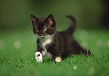 Animals, Grass, Camomile, Kitty, Kitten, Stroll, Chamomile, Paws HD wallpaper