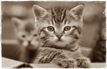 Sweet, cats, cat, kitty, animals HD wallpaper