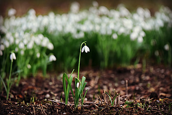 Snowdrop, white flower, bloom HD wallpaper
