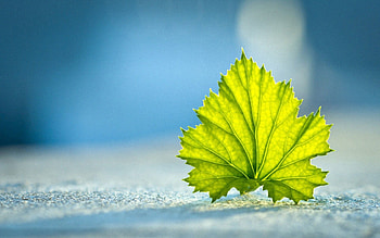 Macro, Sheet, Leaf HD wallpaper