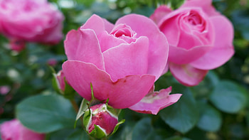 Pink Roses, buds, petals, blossoms, summer, leaves, garden HD wallpaper