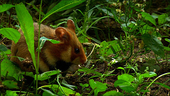 Hamster and mouse , Jungle forest, Animal backgrounds HD wallpaper