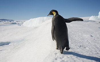 Animals, Snow, Stroll, Antarctica, Penguin HD wallpaper