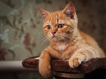 Animals, Kitty, Kitten, Muzzle, Surprise, Astonishment HD wallpaper