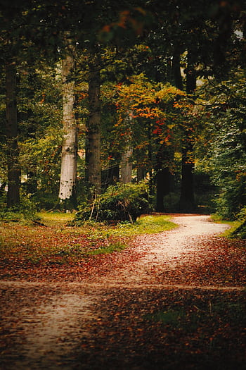 Explore a tranquil autumn pathway surrounded by vibrant fall foliage in Deventer. HD phone wallpaper