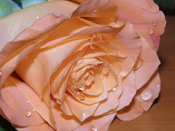 Drops, Macro, Rose Flower, Rose, Petals, Bud HD wallpaper