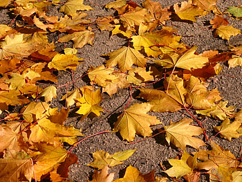 Plants, Background, Leaves HD wallpaper