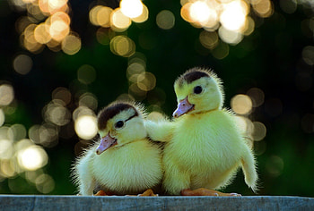 You are not alone, ducks, friends, alone, yellow HD wallpaper